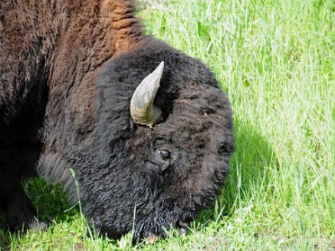 Nikon 20230629u Burnham Trip Western US Grand Circle Tour Bison Black Bear Tower Roosevelt Yellowstone National Park Wyoming