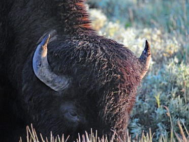 Nikon 20230630t Burnham Trip Western US Grand Circle Tour Bison Grizzly Bear Leaving Yellowstone National Park Wyoming