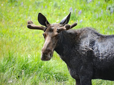 Nikon 20230630w Burnham Trip Western US Grand Circle Tour Moose Bighorn Mountains Wyoming