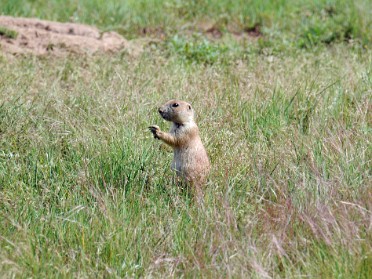 Nikon 20230630x Burnham Trip Western US Grand Circle Tour Deer Prairie Dogs Devils Tower Wyoming