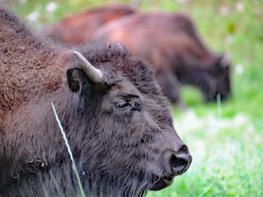 Nikon 20230702y Burnham Trip Western US Grand Circle Tour Bison Burros Prairie Dogs Wildlife Loop Road Custer State Park South Dakota