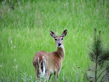 Nikon 20230702z Burnham Trip Western US Grand Circle Tour Deer Dinner State Game Lodge Custer State Park South Dakota