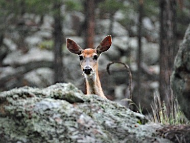 Nikon 20230704x Burnham Trip Western US Grand Circle Tour Deer Needles Highway Custer State Park South Dakota