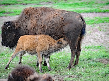 Nikon 20230704y Burnham Trip Western US Grand Circle Tour Bison Flora Prairie Dogs Pronghorn Wind Cave National Park South Dakota