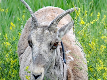 Nikon 20230705y Burnham Trip Western US Grand Circle Tour Bighorn Sheep Prairie Dogs Pronghorn Badlands National Park South Dakota