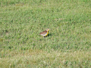 Nikon 20230705y Burnham Trip Western US Grand Circle Tour Blue Grosbeak Mountain Bluebird Western Meadowlark Badlands National Park South Dakota