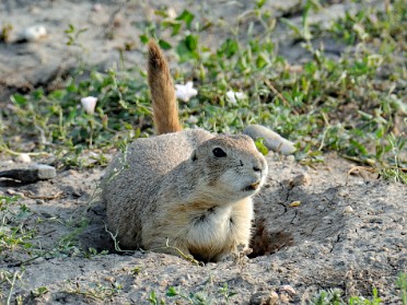 Nikon 20230705y Burnham Trip Western US Grand Circle Tour Prairie Dogs Badlands National Park South Dakota
