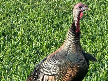 20240401a Burnham House Turkeys Clermont Florida