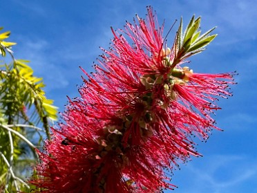 20240408e Burnham Trip Camping Ringling Museum Secret Garden Burial Site Sarasota Florida