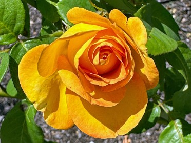 20240408g Burnham Trip Camping Ringling Museum Rose Garden Sarasota Florida