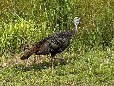 20240820a Burnham Trip Park Stamps Kissimmee Prairie Preserve State Park Florida