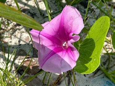 20240821c Burnham Trip Park Stamps Oleta River State Park Florida
