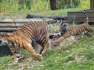 20250222a Burnham Trip Baby Tiger Animal Kingdom Florida