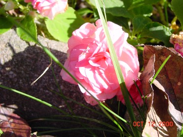 20001012a Burnham House Yard Fall Flowers