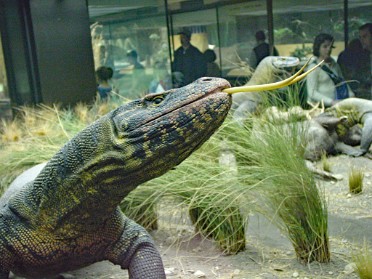 20010417f Burnham Szandzik Trip East Coast American Museum Of Natural History Reptiles And Amphibians New York City