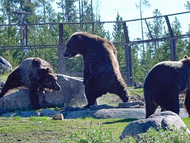 20010702a Burnham Trip Western US Grizzly Discovery Center - Morning Session Montana