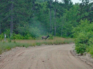 20010717c Burnham Trip Camping Father Son Elk Herd Michigan