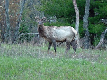 20020516a Burnham Trip Camping Daddy Daughter Elk Herd Sunset Michigan