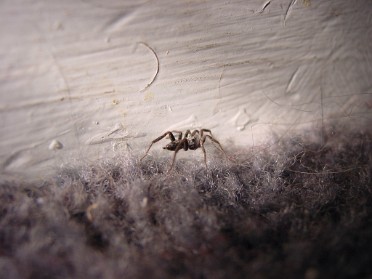 20020702a Burnham House Itsy-Bitsy Spider