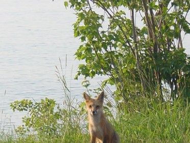 20020715g Burnham Trip Camping Upper Peninsula Porcupine Mountains Wilderness State Park Union Bay Red Fox Michigan