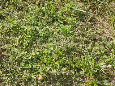 20020923a Burnham House Lawn Weeds Legal Pix