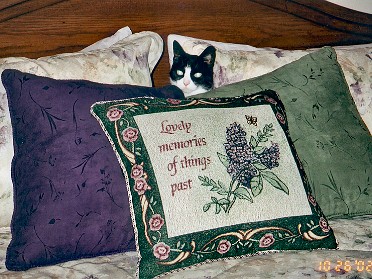 20021026b Blair Pets Molly Amongst The Pillows