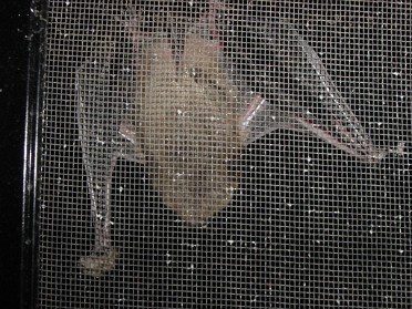 20030917a Burnham House Our Batty Little Visitor