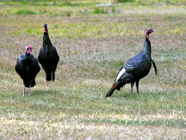 20040109a Boblenz Trip Florida Turkeys