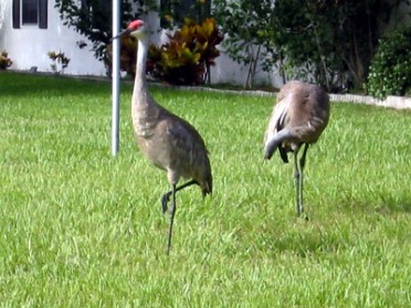 20040730a Burnham House Neighborhood Sand Hill Cranes