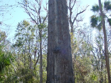 20041212a Burnham Trip Big Tree Park Longwood Florida