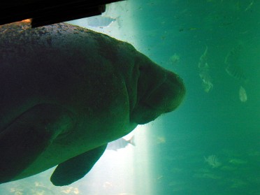 20050205cb Burnham Trip Gulf Coast Touring Homosassa Springs Wildlife State Park - Mostly Manatees Florida