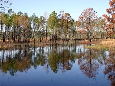 20050219a Burnham Trip Ocala National Forest Lake Dorr Area Florida