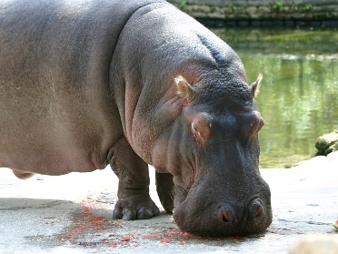 20050220bb Burnham Trip Gulf Coast Touring Homosassa Springs Wildlife State Park Hippopotamus Florida
