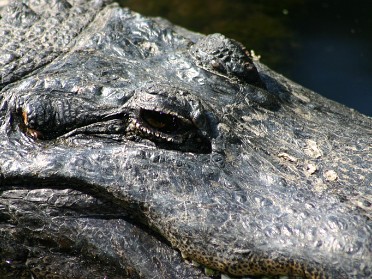 20050220bc Burnham Trip Gulf Coast Touring Homosassa Springs Wildlife State Park Gators Florida