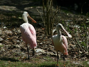 20050220bg Burnham Trip Gulf Coast Touring Homosassa Springs Wildlife State Park Roseate Spoonbills Florida