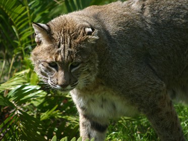 20050220bk Burnham Trip Gulf Coast Touring Homosassa Springs Wildlife State Park Bobcat Florida