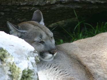 20050220bl Burnham Trip Gulf Coast Touring Homosassa Springs Wildlife State Park Florida Panther Florida