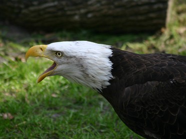 20050220bq Burnham Trip Gulf Coast Touring Homosassa Springs Wildlife State Park Bald Eagles Florida