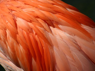 20050220bs Burnham Trip Gulf Coast Touring Homosassa Springs Wildlife State Park Flamingos Florida