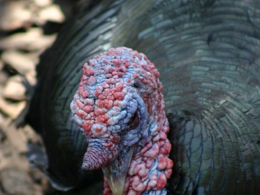 20050220bt Burnham Trip Gulf Coast Touring Homosassa Springs Wildlife State Park Turkeys Florida