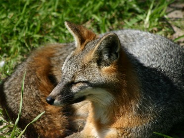 20050220bv Burnham Trip Gulf Coast Touring Homosassa Springs Wildlife State Park Foxes Florida