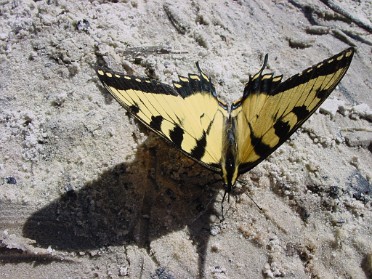 20050306a Burnham Trip Ocala National Forest Lake Dorr Butterfly Florida
