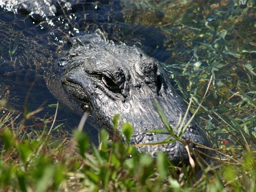 20050312d Burnham Trip Big Cypress National Preserve Monument Lake Florida