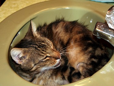 20060917b Mantey Pets Leo Mantey In The Sink