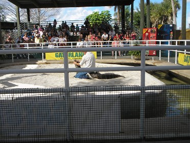 20070107g Burnham Trip Gatorland Gator Wrestling Florida