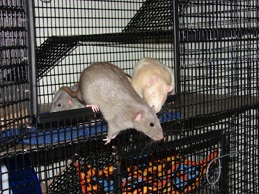 20080307a Burnham Job John Jr Dan Kohn Rat Pets
