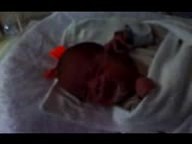 20091130b Campbell Lily Cell Phone Videos