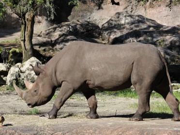 20100619a Burnham Trip Disney Animal Kingdom Saturday Safari Florida