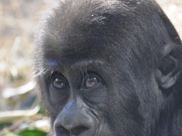 20110122a Burnham Trip Disney Animal Kingdo Baby Gorilla At 11 Months Florida