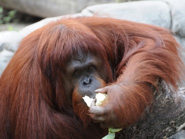 20110903e Burnham Trip Lowry Park Zoo Primates Tampa Florida